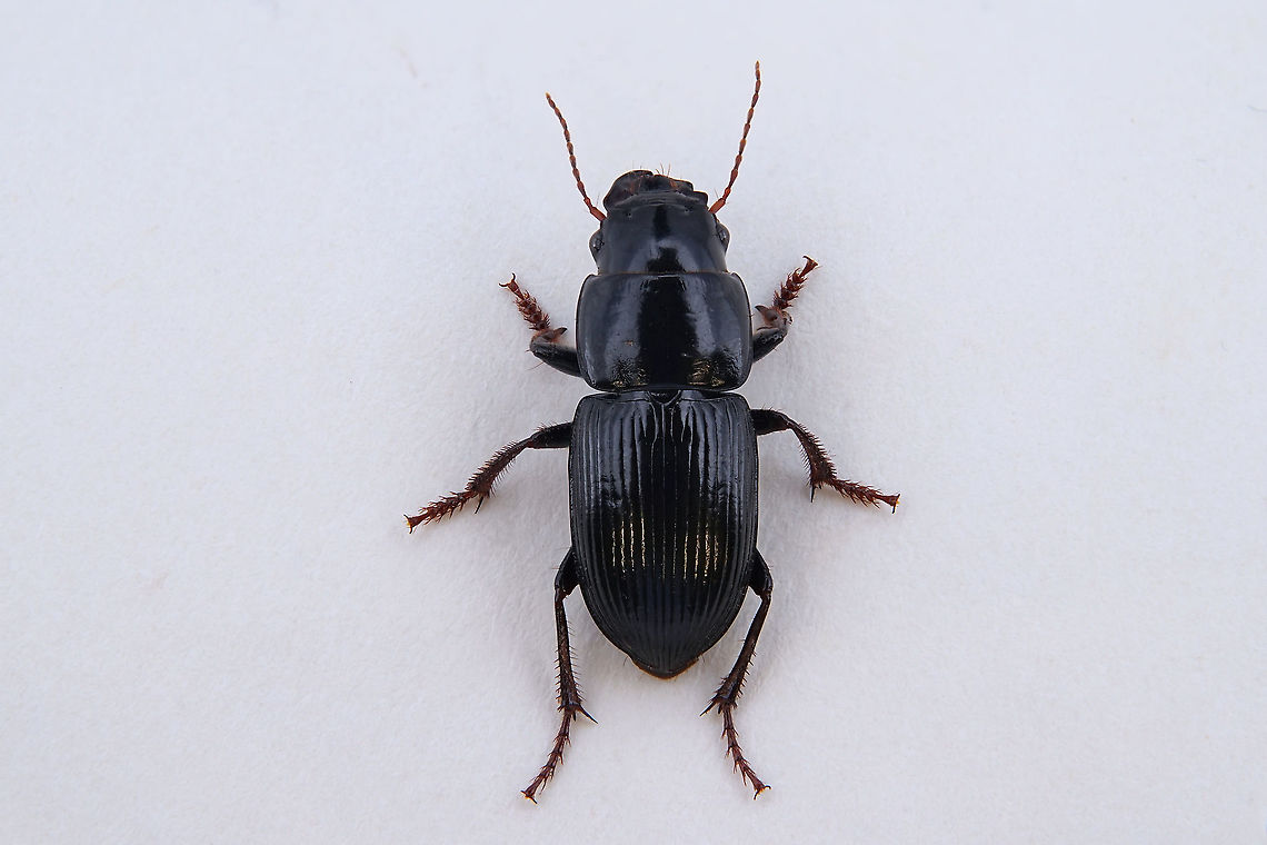 Acinopus subquadratus Brulle, 1832 18 mm long Carabidae Acinopus subquadratus,Geotagged,Greece