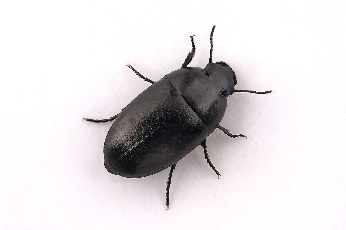 Zophosis (Oculosis) punctata Brullé, 1832 7 mm long Tenebrionidae Geotagged,Greece,Punctated Frantic Surface Beetle,Zophosis punctata