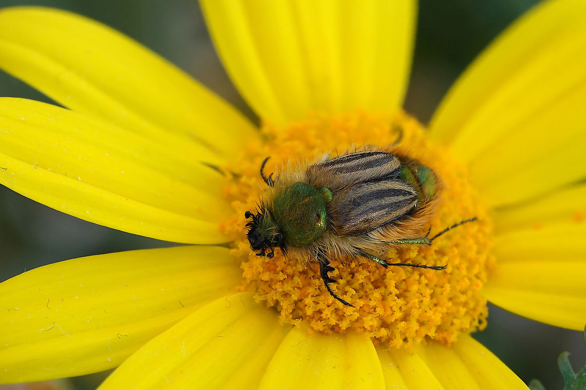 Eulasia (Trichopleurus) pareyssei Brull&eacute;, 1832 15 mm long Glaphyridae Eulasia,Eulasia pareyssei,Geotagged,Glaphyridae,Greece,Scarabaeoidea