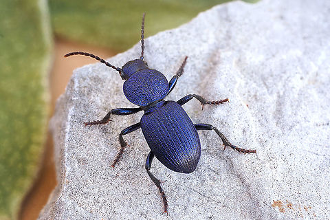 Pachycarus cyaneus (Dejean, 1825) 15 mm long Carabidae Geotagged,Greece,Pachycarus cyaneus
