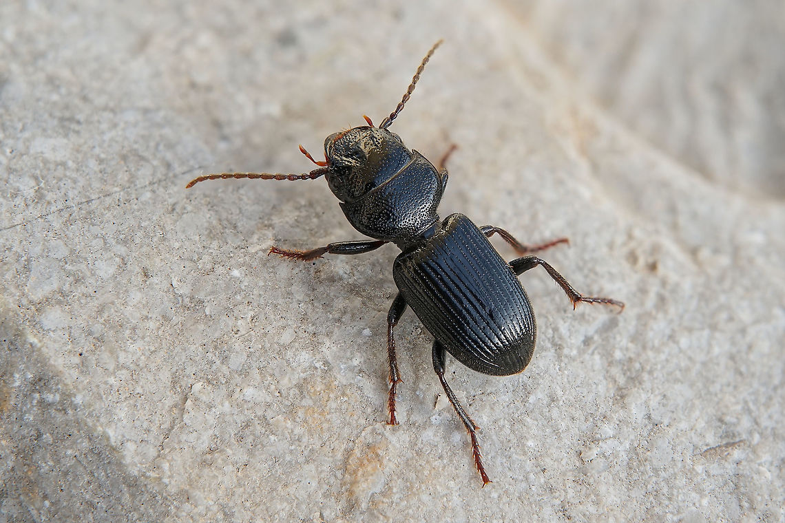 Dixus clypeatus (Rossi, 1790) 10.5 mm long Carabidae Dixus clypeatus,Geotagged,Greece