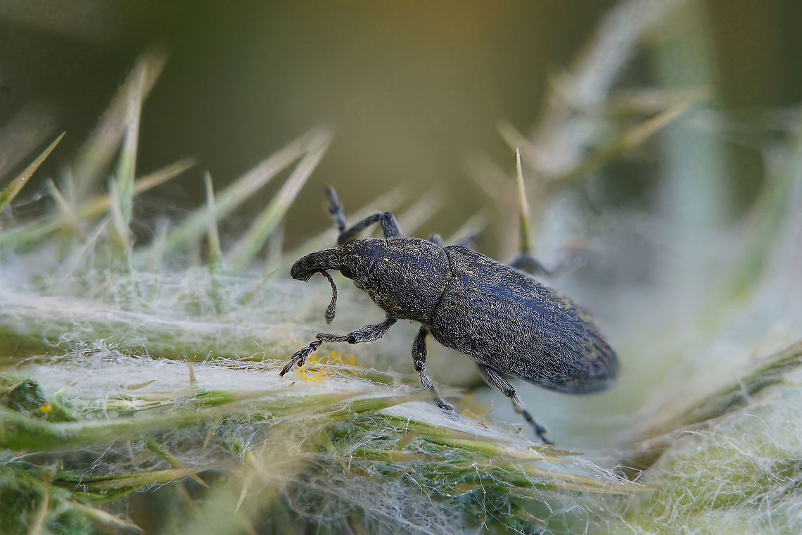 Lixus cardui Olivier, 1807 9 mm long Lixinae Geotagged,Greece,Larinus cardui,Lixus cardui