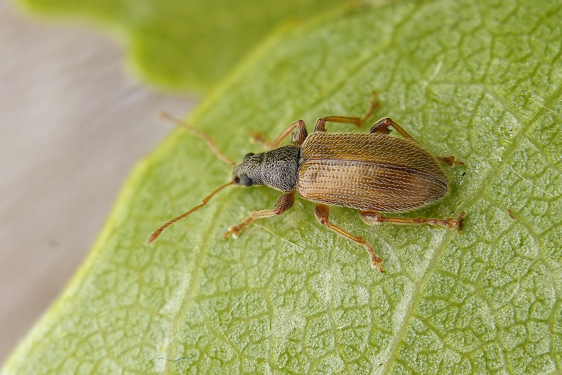 Phyllobius (Nemoicus) oblongus (Linnaeus, 1758) 4.5 mm long Entiminae France,Geotagged,Phyllobius oblongus,Spring