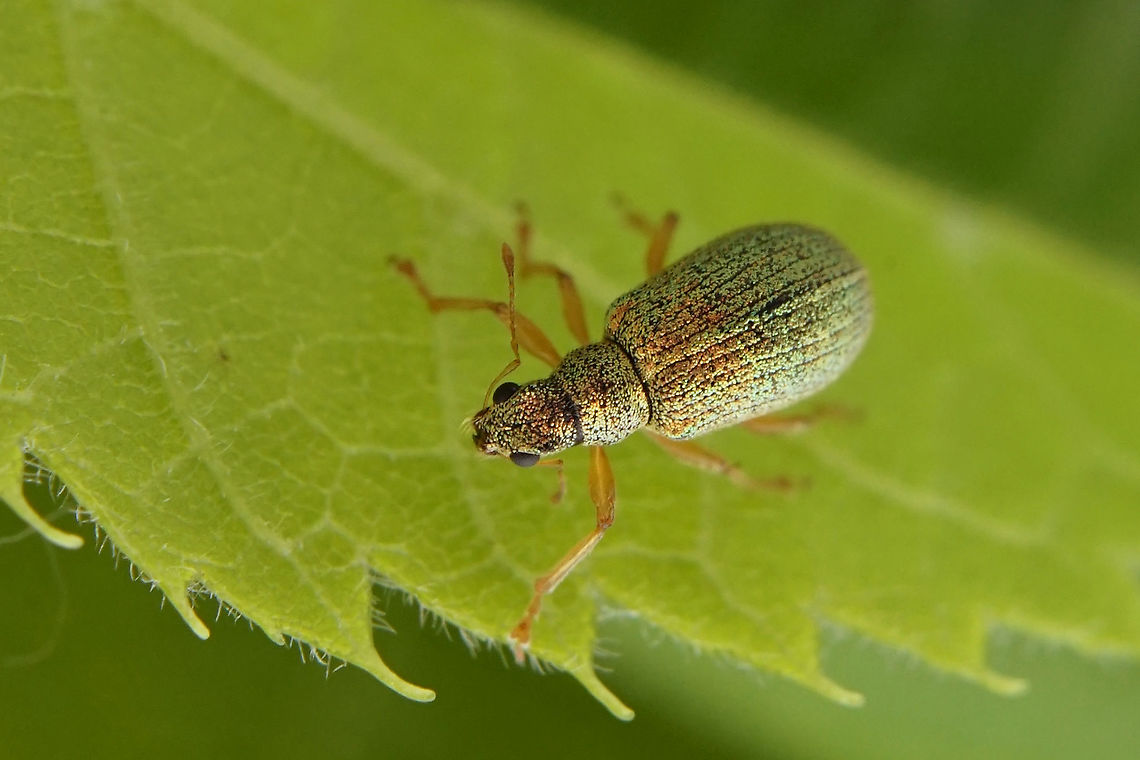 Polydrusus (Eustolus) pterygomalis Boheman, 1840 5 mm long Entiminae France,Geotagged,Polydrusus pterygomalis,Spring