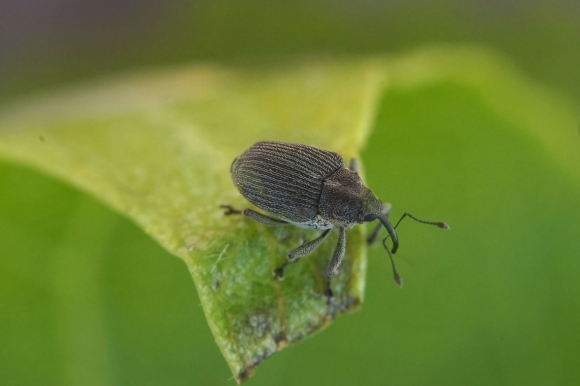 Ceutorhynchus (Ceutorhynchus) obstrictus (Marsham, 1802) 2.3 mm long Ceutorhynchinae Ceutorhynchus obstrictus,France,Geotagged,Spring