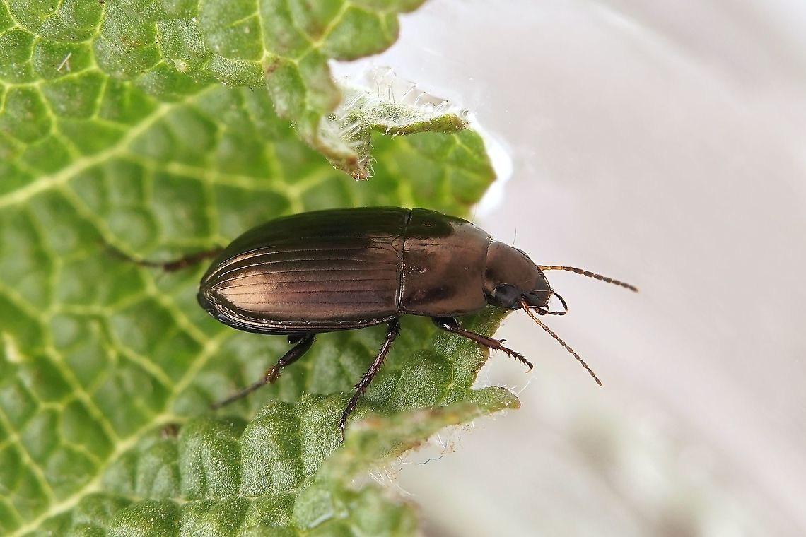 Amara (Amara) aenea (De Geer, 1774) 7 mm long Carabidae Amara aenea,France,Geotagged,Spring