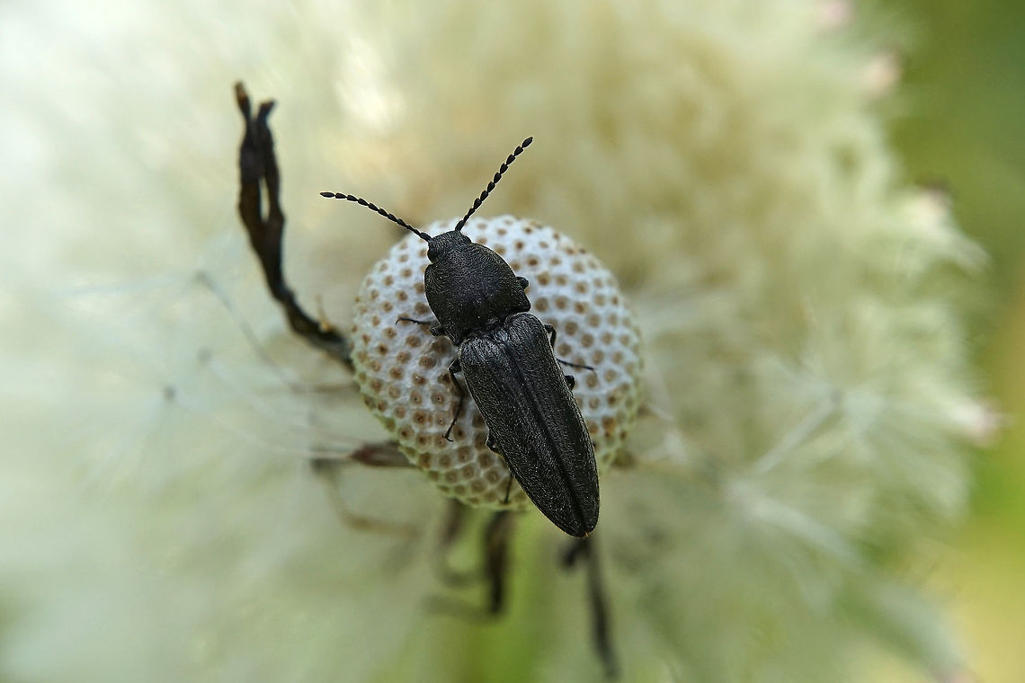 Cidnopus pilosus (Leske, 1785) 12 mm long Elateridae Cidnopus pilosus,France,Geotagged,Spring