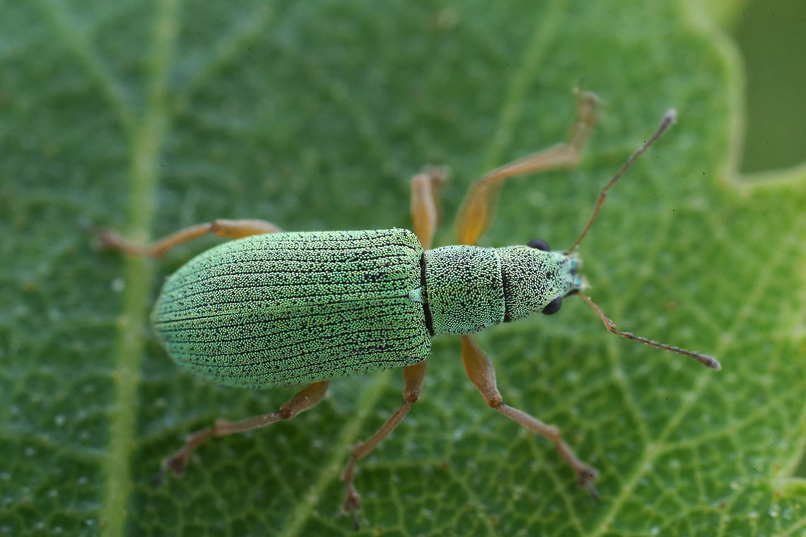 Polydrusus (Eustolus) impressifrons Gyllenhal, 1834 5.5 mm long Entiminae France,Geotagged,Pale green weevil,Polydrusus impressifrons,Spring