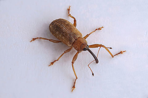 Dorytomus (Dorytomus) longimanus (Forster, 1771) 5 mm long (without rostrum) Curculioninae Dorytomus longimanus,France,Geotagged,Spring