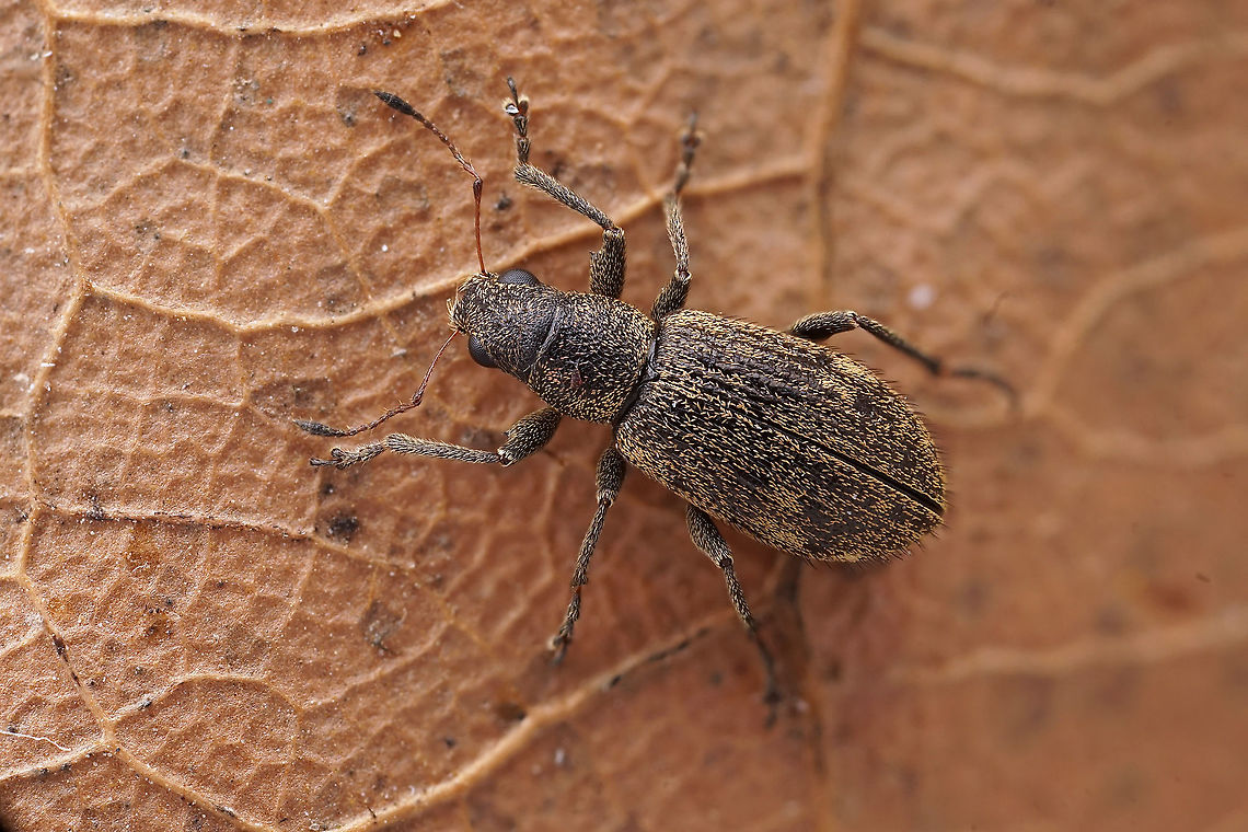 Polydrusus (Scythodrusus) inustus Germar, 1824 5 mm long Entiminae France,Geotagged,Polydrusus inustus,Spring