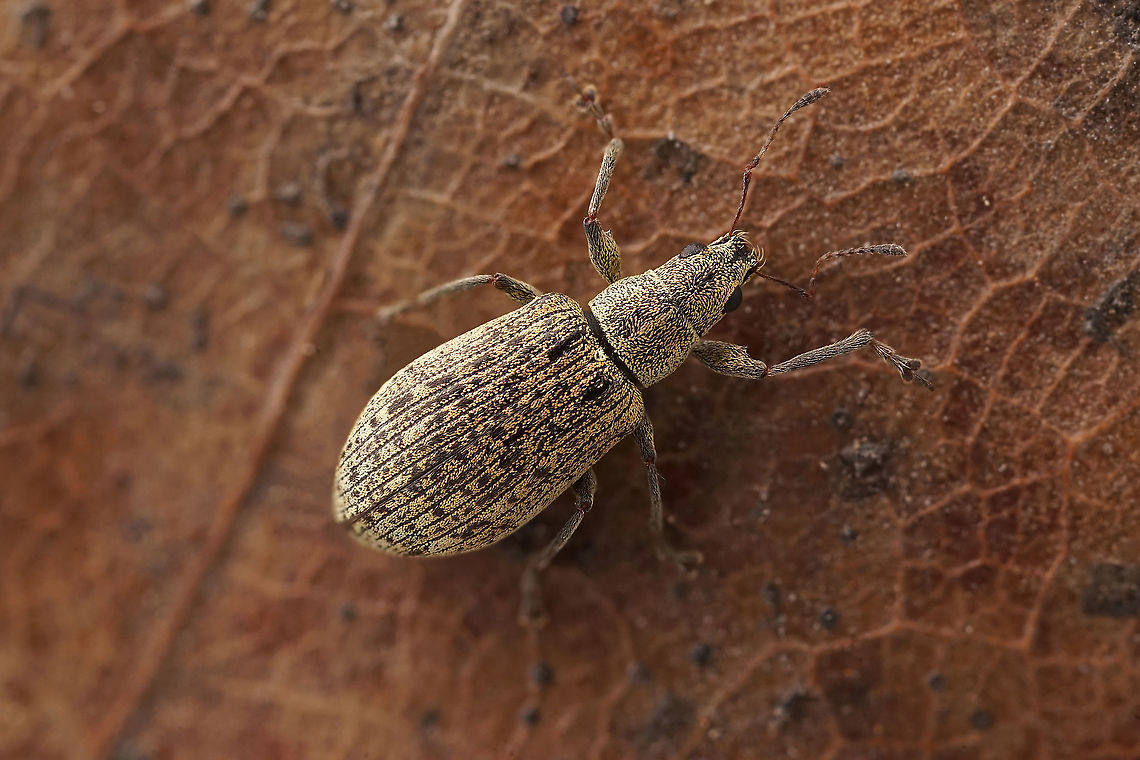 Polydrusus (Eurodrusus) cervinus (Linnaeus, 1758) 5 mm long Entiminae France,Geotagged,Polydrusus cervinus,Spring