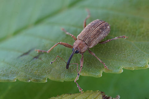 Dorytomus longimanus