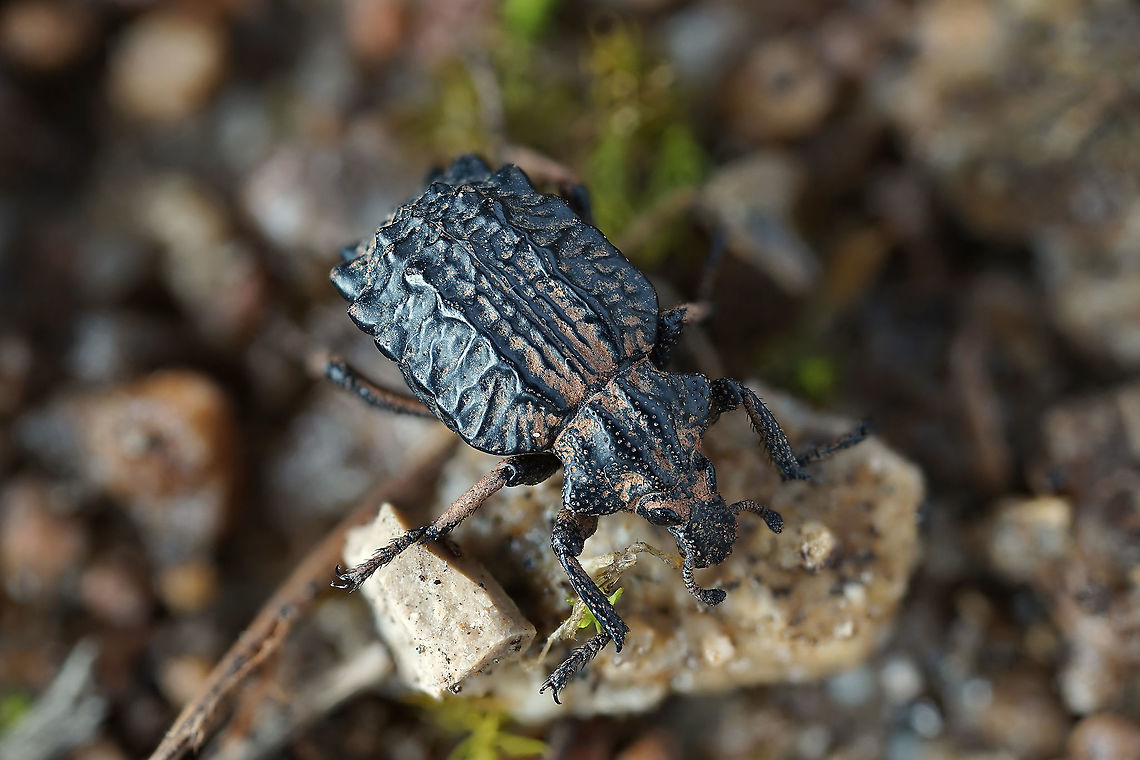 Brachycerus undatus Fabricius, 1798 12 mm long Curculionidae Brachyceridae,Brachycerus undatus,Corculionoidea,Curculionidae,Garlic weevil,Geotagged,Greece,Spring