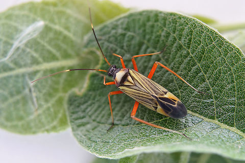 Miris striatus (Linnaeus, 1758) 11 mm long Miridae Fine Streaked Bugkin,France,Geotagged,Miris striatus,Spring