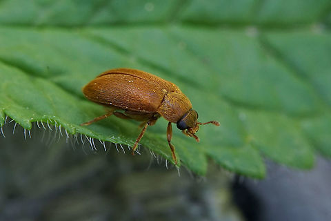 Byturus ochraceus (Scriba, 1790) 5 mm long Byturidae Byturidae,Byturus,Byturus ochraceus,France,Geotagged,Spring