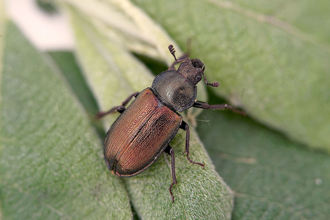 Platycerus caraboides (Linnaeus, 1758) 11 mm long Lucanidae France,Geotagged,Platycerus caraboides,Spring