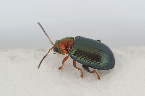 Crepidodera aurata (Marsham, 1802) 2.5 mm long Chrysomelidae Crepidodera aurata,France,Geotagged,Spring,Willow Flea Beetle