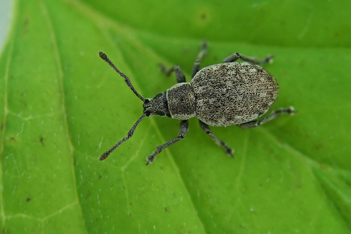 Peritelus sphaeroides Germar, 1824 4 mm long Entiminae France,Geotagged,Peritelus sphaeroides,Spring
