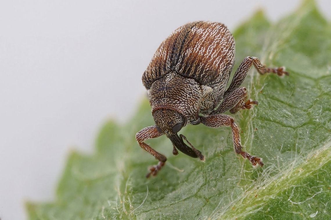 Coeliodes rana (Fabricius, 1787) 2.3 long Ceutorhynchinae Coeliodes rana,France,Geotagged,Spring