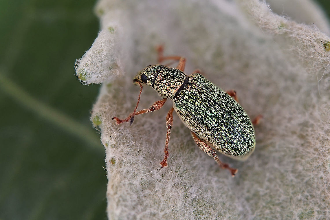 Polydrusus (Chrysoyphis) formosus (Mayer, 1779) 5.8 mm long Entiminae France,Geotagged,Green Immigrant Leaf Weevil,Polydrusus formosus,Spring