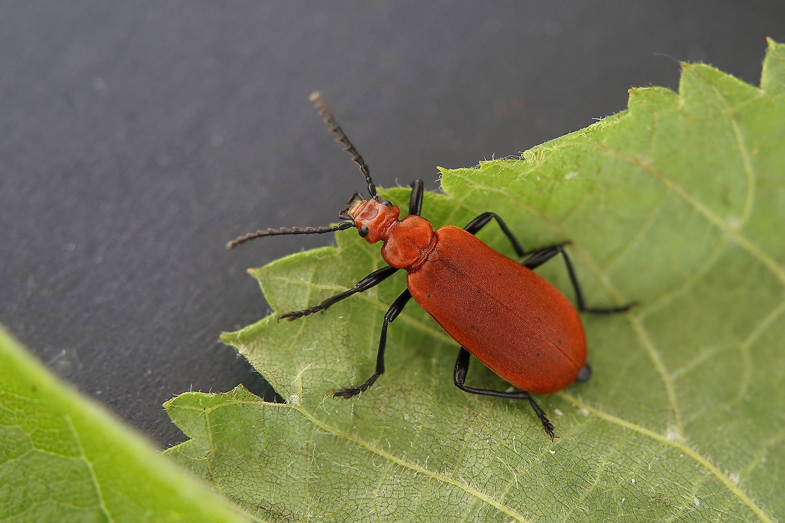 Pyrochroa serraticornis (Scopoli, 1763) 11.5 mm long Pyrochroidae France,Geotagged,Pyrochroa serraticornis,Red-headed cardinal beetle,Spring