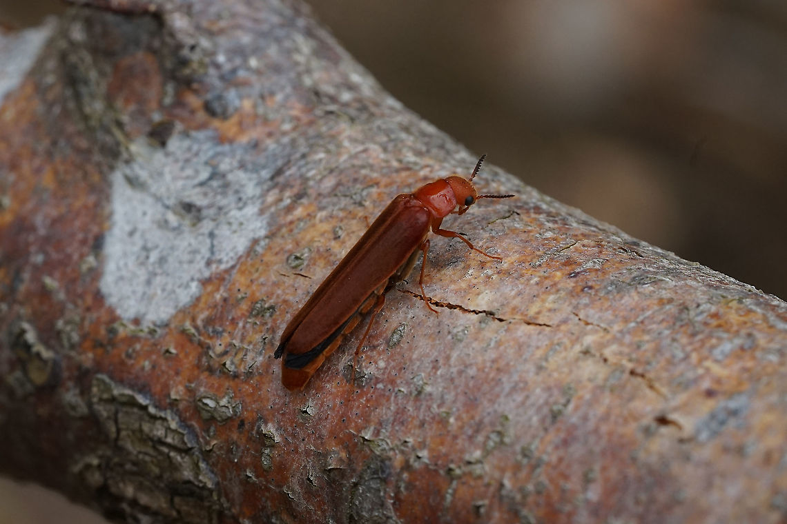 Elateroides dermestoides (Linnaeus, 1760) 23 mm long Lymexylidae<br />
<figure class="photo"><a href="https://www.jungledragon.com/image/114427/elateroides_dermestoides_linnaeus_1760.html" title="Elateroides dermestoides (Linnaeus, 1760)"><img src="https://s3.amazonaws.com/media.jungledragon.com/images/3890/114427_thumb.JPG?AWSAccessKeyId=05GMT0V3GWVNE7GGM1R2&Expires=1759968010&Signature=b2gCyn1%2B6sw%2Fe45s7RZ6114PV5s%3D" width="200" height="134" alt="Elateroides dermestoides (Linnaeus, 1760) 23 mm long Lymexylidae taking off.<br />
https://www.jungledragon.com/image/114426/elateroides_dermestoides_linnaeus_1760.html Elateroides dermestoides,France,Geotagged,Hylecoetus dermestoides,Spring" /></a></figure> France,Geotagged,Hylecoetus dermestoides,Spring
