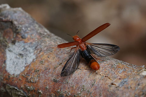 Elateroides dermestoides (Linnaeus, 1760) 23 mm long Lymexylidae taking off.
https://www.jungledragon.com/image/114426/elateroides_dermestoides_linnaeus_1760.html Elateroides dermestoides,France,Geotagged,Hylecoetus dermestoides,Spring