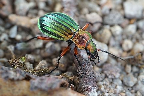 Carabus (Chrysocarabus) auronitens auronitens Fabricius, 1792 I cannot refrain myself to upload one more photo of this beauty... Carabus auronitens,France,Geotagged,Spring