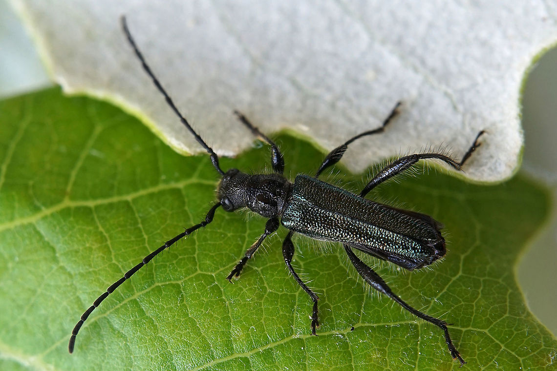 Callimus abdominalis (Olivier, 1795) 9 mm long Cerambycidae, male (female has a red pronotum and abdomen) Callimus abdominalis,France,Geotagged,Spring