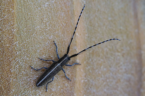 Agapanthia suturalis (Fabricius, 1787) 10 mm long Cerambycidae (ID based on the locality and the colour of antennas).
Could be also A. cardui, difficult to figure out. Agapanthia suturalis,France,Geotagged,Spring