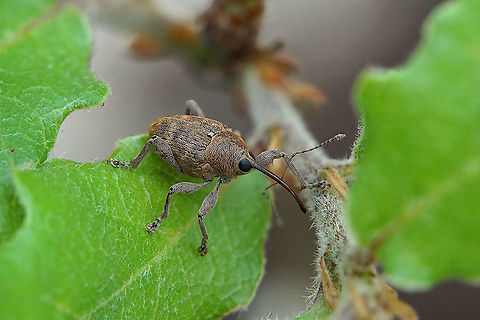 Curculio glandium Marsham, 1802 5mm long (without rostrum), male, so photogenic ! Acorn weevil,Curculio glandium,France,Geotagged,Spring