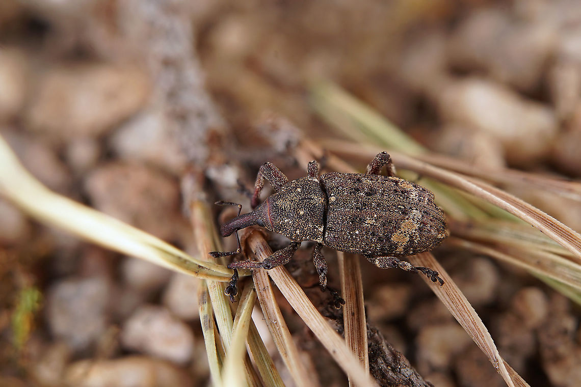 Pissodes (Pissodes) piceae (Illiger, 1807) 9 mm long Molytinae France,Geotagged,Pissodes piceae,Spring