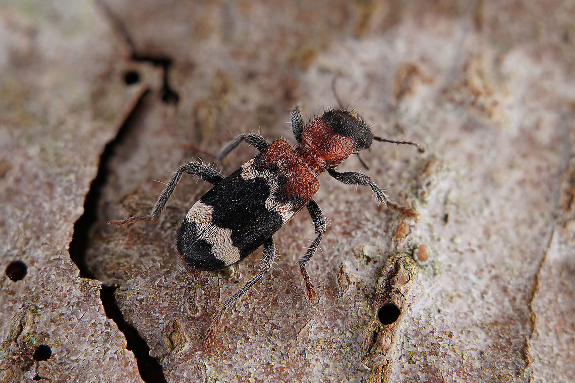 Thanasimus formicarius (Linnaeus, 1758) 10 mm long Cleridae Ant beetle,France,Geotagged,Spring,Thanasimus formicarius