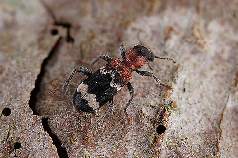 Thanasimus formicarius (Linnaeus, 1758) 10 mm long Cleridae Ant beetle,France,Geotagged,Spring,Thanasimus formicarius