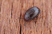 Scaphidema metallica (Fabricius, 1792) 3.6 mm long Tenebrionidae France,Geotagged,Scaphidema metallica,Spring