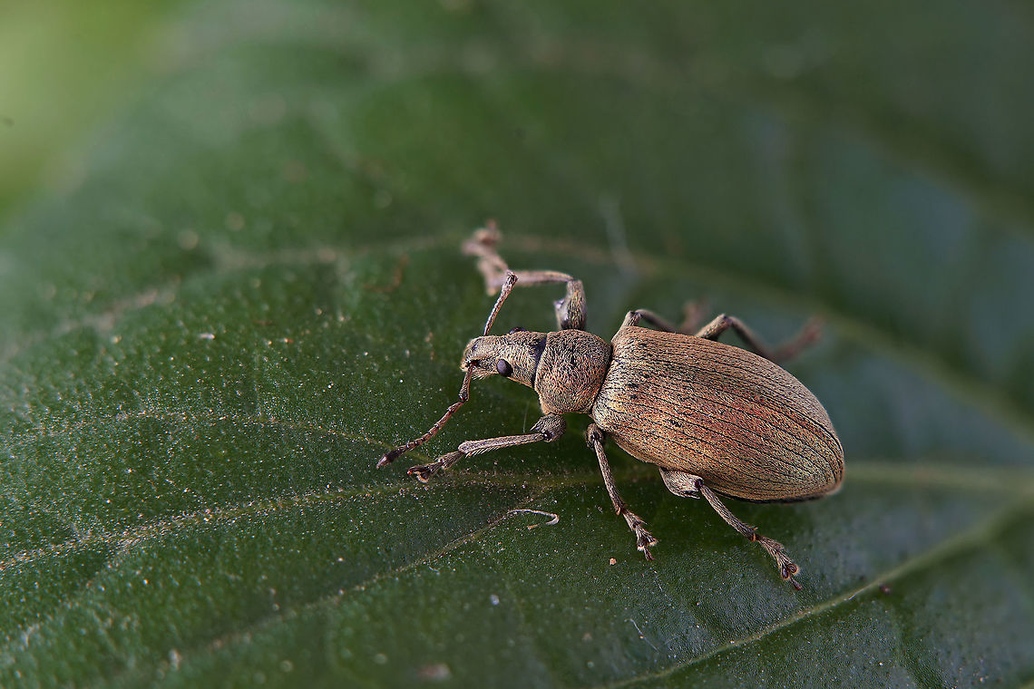 Phyllobius (Metaphyllobius) pomaceus Gyllenhal, 1834 9 mm long Entiminae France,Geotagged,Nettle Weevil,Phyllobius pomaceus,Spring