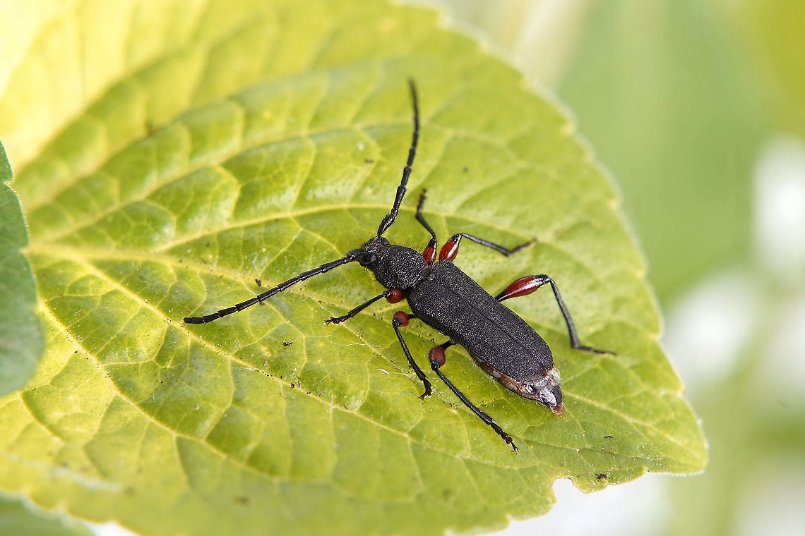 Ropalopus femoratus (Linnaeus, 1758) 12.5 mm long Cerambycidae France,Geotagged,Ropalopus femoratus,Spring