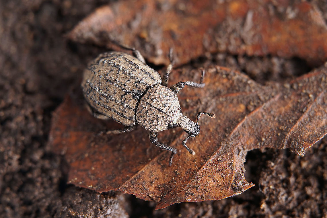 Minyops carinatus (Linnaeus, 1767) 8.5 mm long Molytinae France,Geotagged,Minyops carinatus,Spring