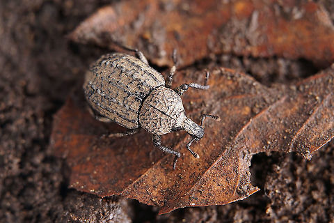 Minyops carinatus (Linnaeus, 1767) 8.5 mm long Molytinae France,Geotagged,Minyops carinatus,Spring