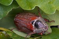 Melolontha (Melolontha) melolontha (Linnaeus, 1758) 26 mm long Scarabaeidae<br />
https://www.jungledragon.com/image/114999/melolontha_melolontha_melolontha_linnaeus_1758.html Common cockchafer,France,Geotagged,Melolontha melolontha,Spring