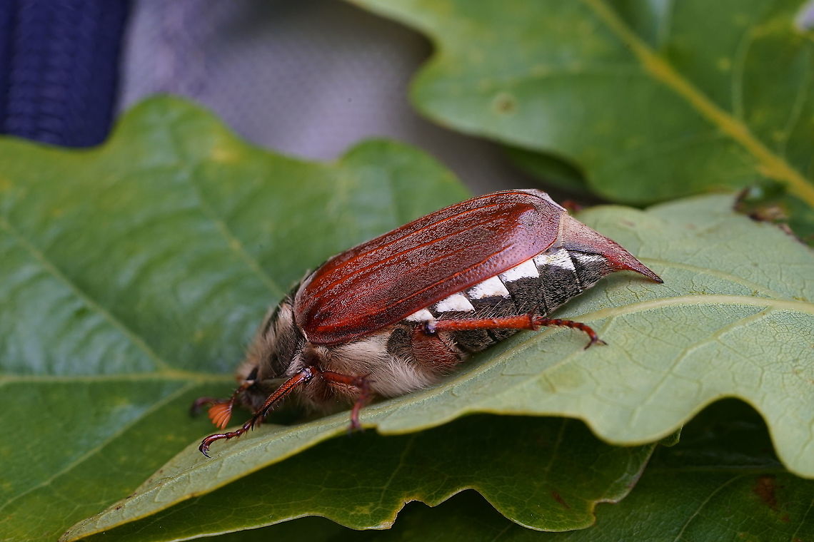 Melolontha (Melolontha) melolontha (Linnaeus, 1758) 26 mm long Scarabaeidae<br />
<figure class="photo"><a href="https://www.jungledragon.com/image/114998/melolontha_melolontha_melolontha_linnaeus_1758.html" title="Melolontha (Melolontha) melolontha (Linnaeus, 1758)"><img src="https://s3.amazonaws.com/media.jungledragon.com/images/3890/114998_thumb.jpg?AWSAccessKeyId=05GMT0V3GWVNE7GGM1R2&Expires=1759968010&Signature=iUHx2gDHr8GHzwG1yJX5aTjBV2g%3D" width="200" height="134" alt="Melolontha (Melolontha) melolontha (Linnaeus, 1758) 26 mm long Scarabaeidae<br />
https://www.jungledragon.com/image/114999/melolontha_melolontha_melolontha_linnaeus_1758.html Common cockchafer,France,Geotagged,Melolontha melolontha,Spring" /></a></figure> Common cockchafer,France,Geotagged,Melolontha melolontha,Spring