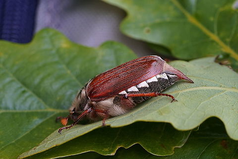 Melolontha (Melolontha) melolontha (Linnaeus, 1758) 26 mm long Scarabaeidae
https://www.jungledragon.com/image/114998/melolontha_melolontha_melolontha_linnaeus_1758.html Common cockchafer,France,Geotagged,Melolontha melolontha,Spring