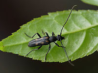 Anoplodera sexguttata (Fabricius, 1775) 11 mm long Cerambycidae<br />
https://www.jungledragon.com/image/115001/anoplodera_sexguttata_fabricius_1775.html Anoplodera sexguttata,France,Geotagged,Spring