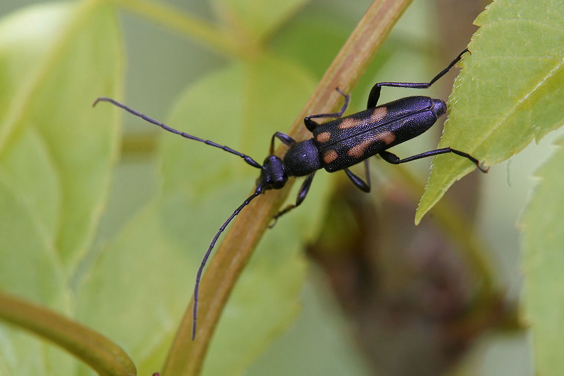 Anoplodera sexguttata (Fabricius, 1775) 11 mm long Cerambycidae<br />
<figure class="photo"><a href="https://www.jungledragon.com/image/115000/anoplodera_sexguttata_fabricius_1775.html" title="Anoplodera sexguttata (Fabricius, 1775)"><img src="https://s3.amazonaws.com/media.jungledragon.com/images/3890/115000_thumb.jpg?AWSAccessKeyId=05GMT0V3GWVNE7GGM1R2&Expires=1759968010&Signature=NG4PtGP4wrcyBDq6Rem1TQHoiIE%3D" width="200" height="150" alt="Anoplodera sexguttata (Fabricius, 1775) 11 mm long Cerambycidae<br />
https://www.jungledragon.com/image/115001/anoplodera_sexguttata_fabricius_1775.html Anoplodera sexguttata,France,Geotagged,Spring" /></a></figure> Anoplodera sexguttata,France,Geotagged,Spring