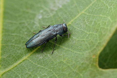 Agrilus (Dentagrilus) cyanescens Ratzeburg, 1837 7.5 mm long Buprestidae
https://www.jungledragon.com/image/115062/agrilus_dentagrilus_cyanescens_ratzeburg_1837.html Agrilus cyanescens,France,Geotagged,Spring