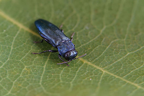 Agrilus (Dentagrilus) cyanescens Ratzeburg, 1837 7.5 mm long Buprestidae
https://www.jungledragon.com/image/115061/agrilus_dentagrilus_cyanescens_ratzeburg_1837.html Agrilus cyanescens,France,Geotagged,Spring