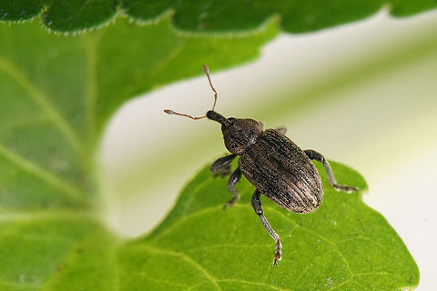 Hypera (Dapalinus) meles (Fabricius, 1792) 4.5 mm long Hyperinae
https://www.jungledragon.com/image/115100/hypera_dapalinus_meles_fabricius_1792.html France,Geotagged,Hypera meles,Spring