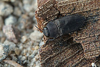 Anthaxia (Melanthaxia) morio (Fabricius, 1792) 7.8 mm long Buprestidae<br />
https://www.jungledragon.com/image/115232/anthaxia_melanthaxia_morio_fabricius_1792.html Anthaxia morio,France,Geotagged,Spring