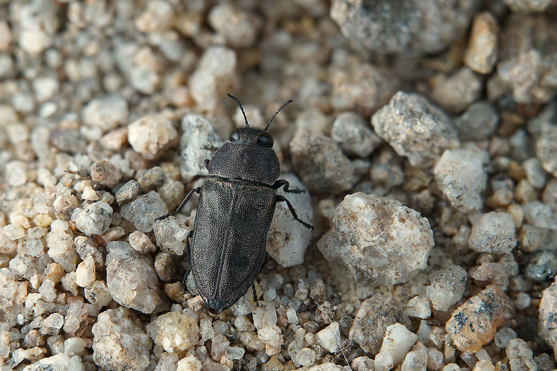 Anthaxia (Melanthaxia) morio (Fabricius, 1792) 7.8, mm long Buprestidae<br />
<figure class="photo"><a href="https://www.jungledragon.com/image/115231/anthaxia_melanthaxia_morio_fabricius_1792.html" title="Anthaxia (Melanthaxia) morio (Fabricius, 1792)"><img src="https://s3.amazonaws.com/media.jungledragon.com/images/3890/115231_thumb.jpg?AWSAccessKeyId=05GMT0V3GWVNE7GGM1R2&Expires=1770854410&Signature=%2F0F%2Bw5OB2T1HqRfEgvAKpOX0B%2Bc%3D" width="200" height="134" alt="Anthaxia (Melanthaxia) morio (Fabricius, 1792) 7.8 mm long Buprestidae<br />
https://www.jungledragon.com/image/115232/anthaxia_melanthaxia_morio_fabricius_1792.html Anthaxia morio,France,Geotagged,Spring" /></a></figure> Anthaxia morio,France,Geotagged,Spring