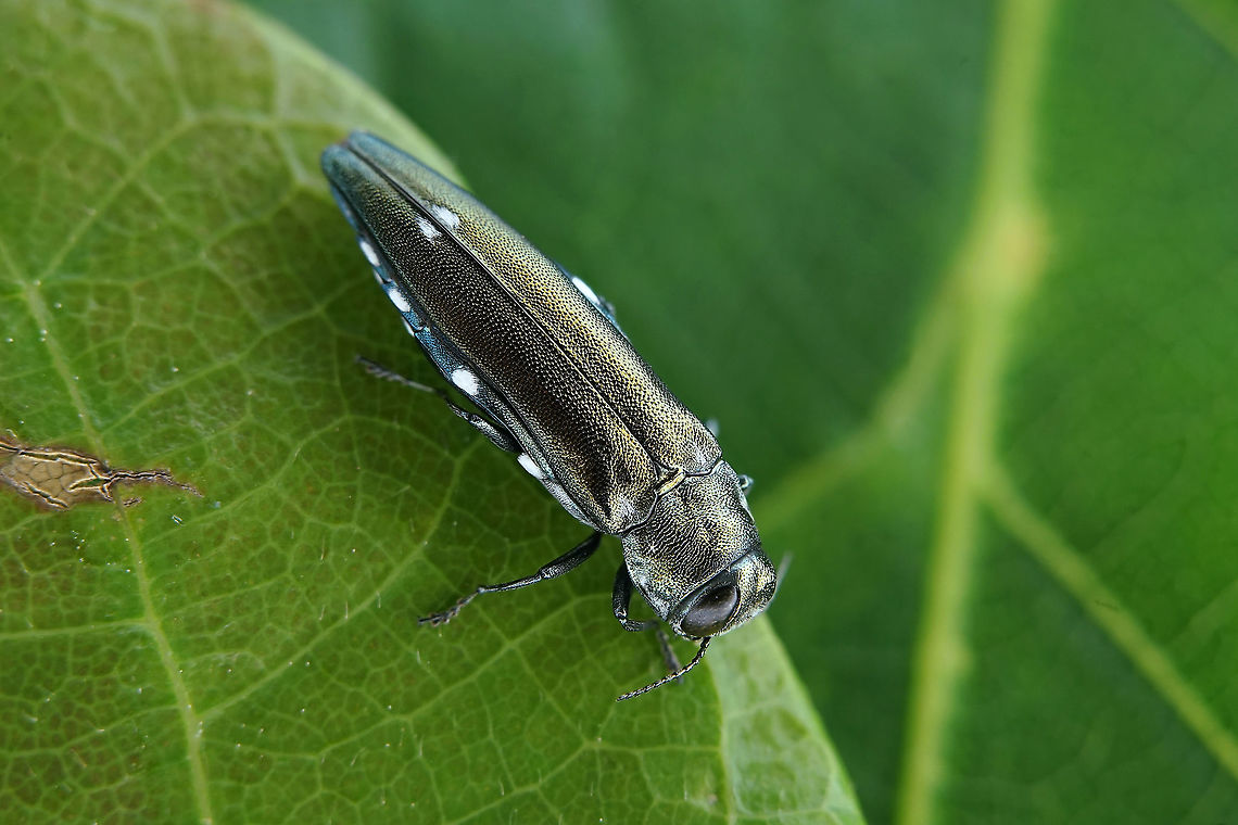 Agrilus (Anambus) biguttatus (Fabricius, 1777) 12.8 mm long Buprestidae Agrilus biguttatus,France,Geotagged,Spring